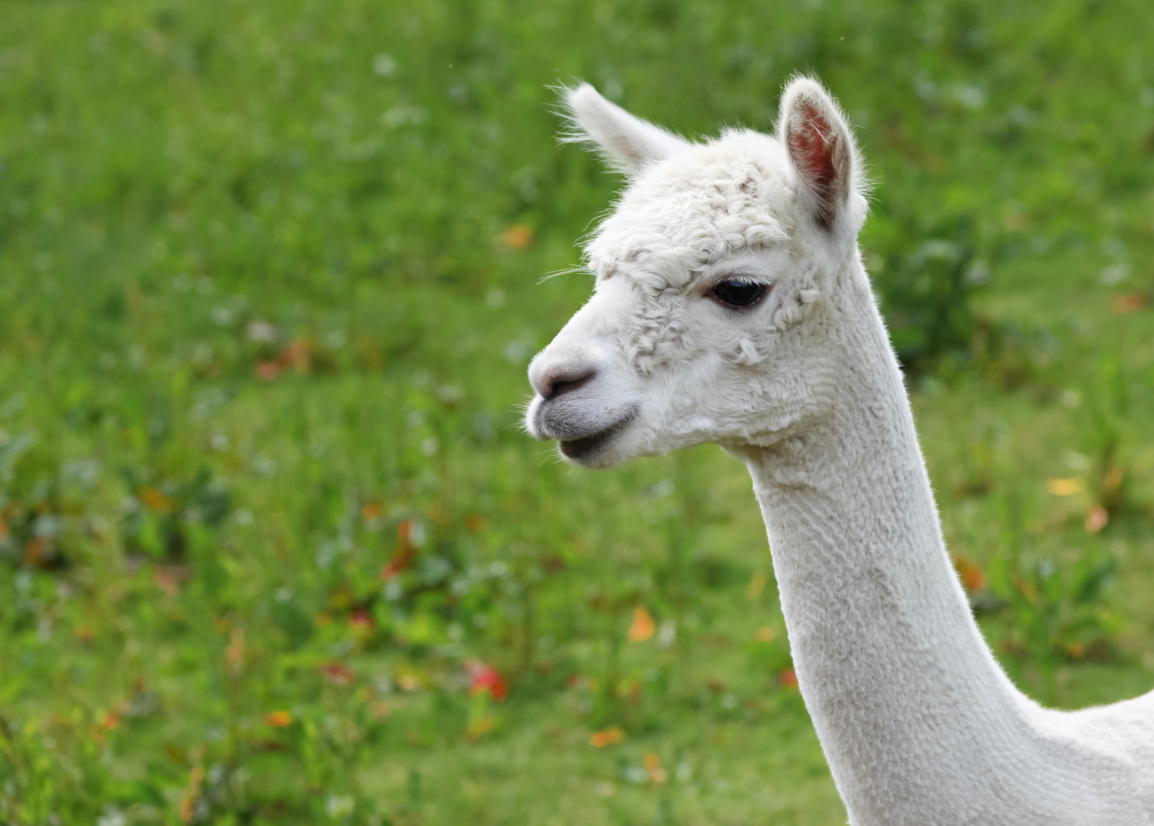 7 Quick Takes Friday (vol. 40): some music, a tweet, and, um…llamas. well, sort of.